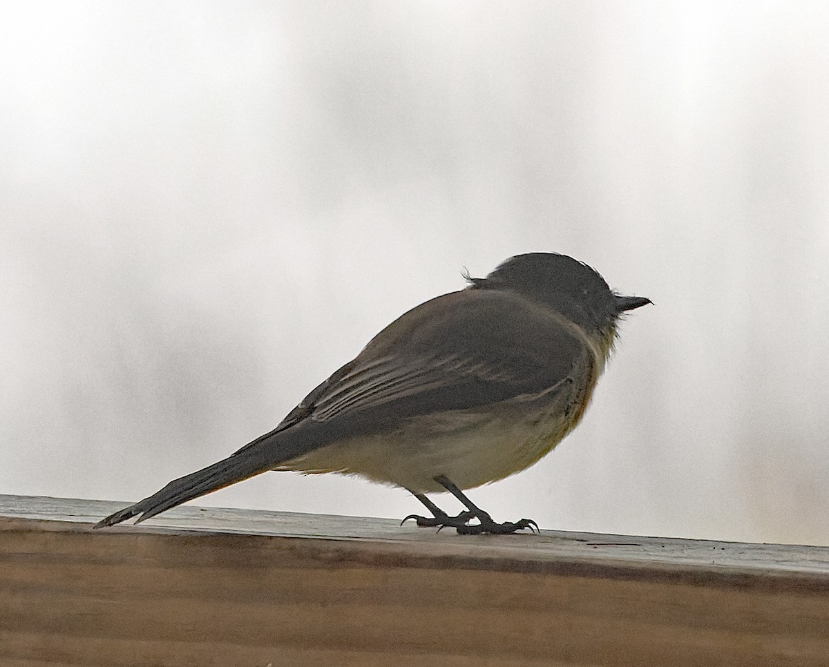 ツキヒメハエトリ - ML646538700