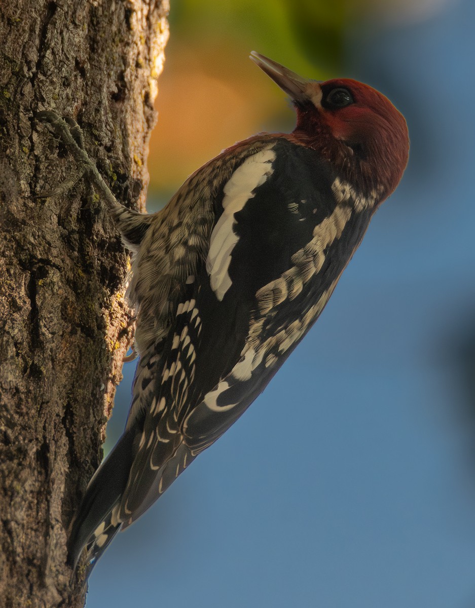 Red-breasted Sapsucker (daggetti) - ML646538702