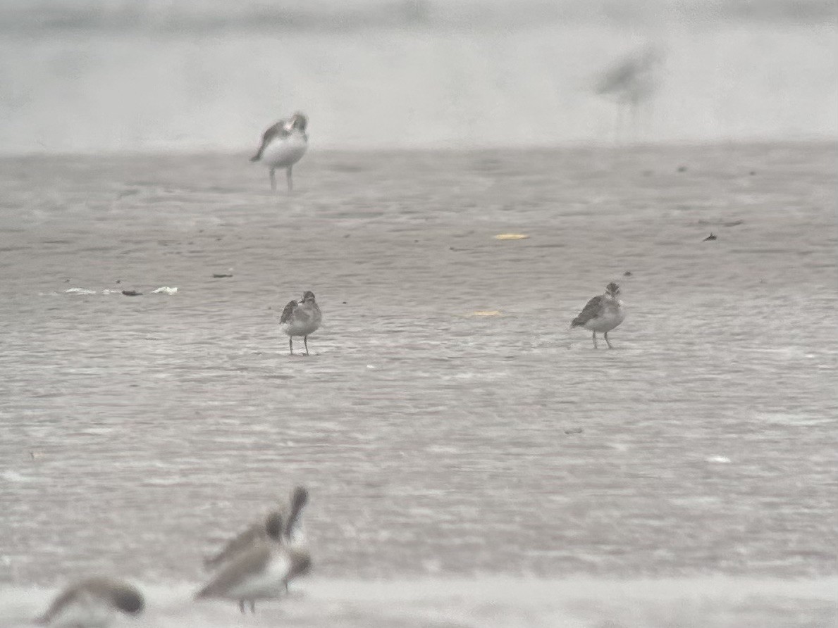 Long-toed Stint - ML646538703