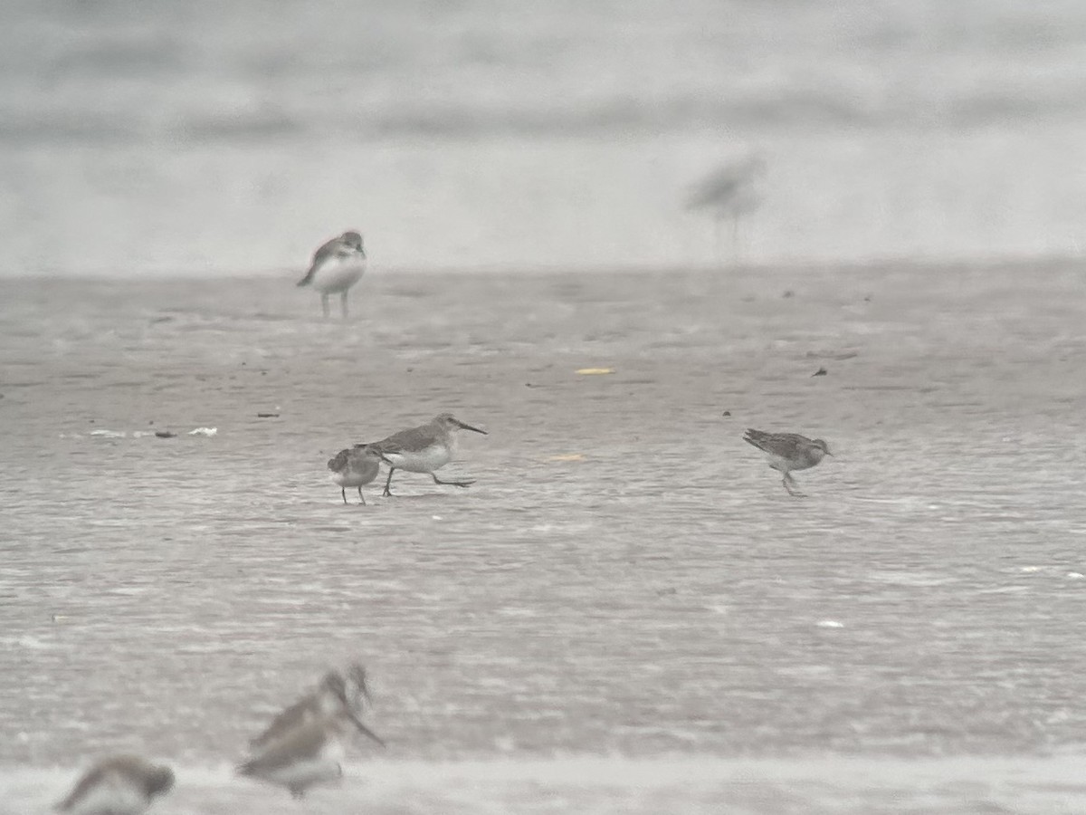 Long-toed Stint - ML646538704
