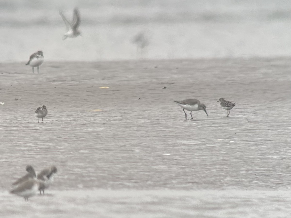 Long-toed Stint - ML646538705