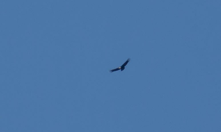 Condor des Andes - ML64653871