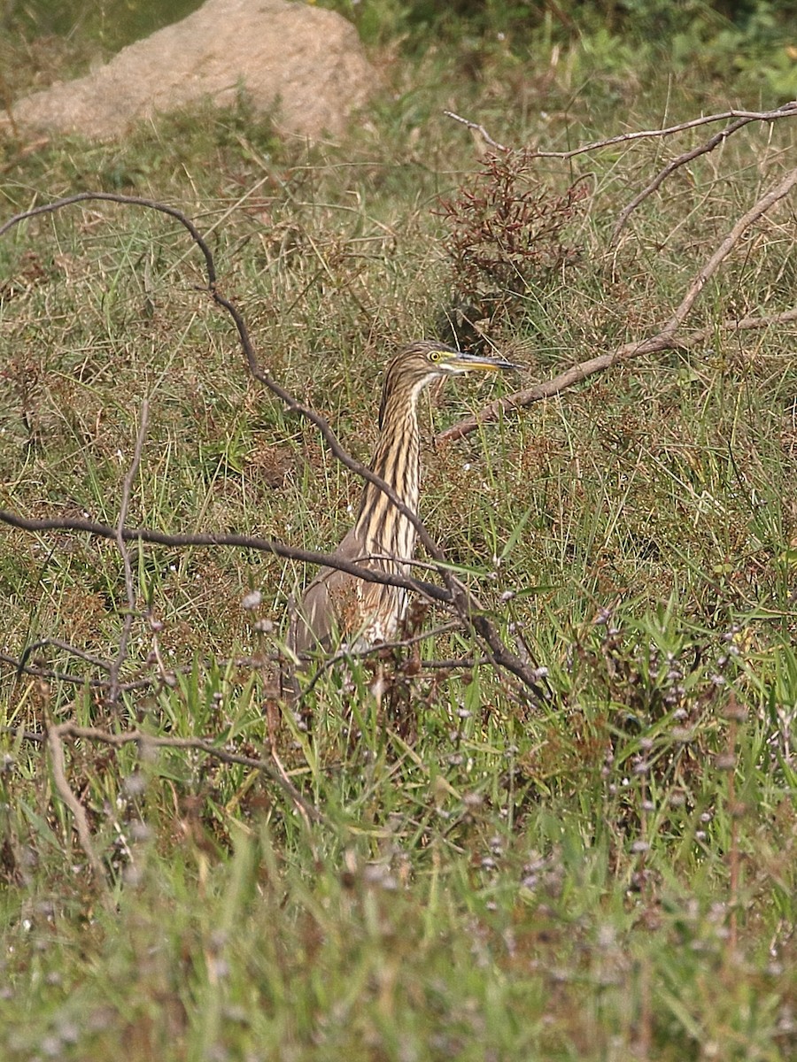 volavka hnědohřbetá - ML646538710