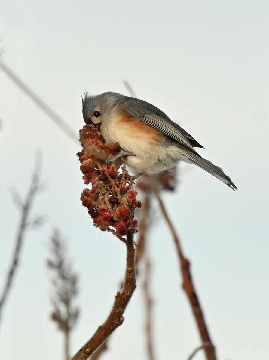 Tufted Titmouse - ML646538715