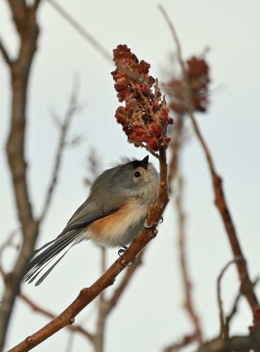Tufted Titmouse - ML646538716