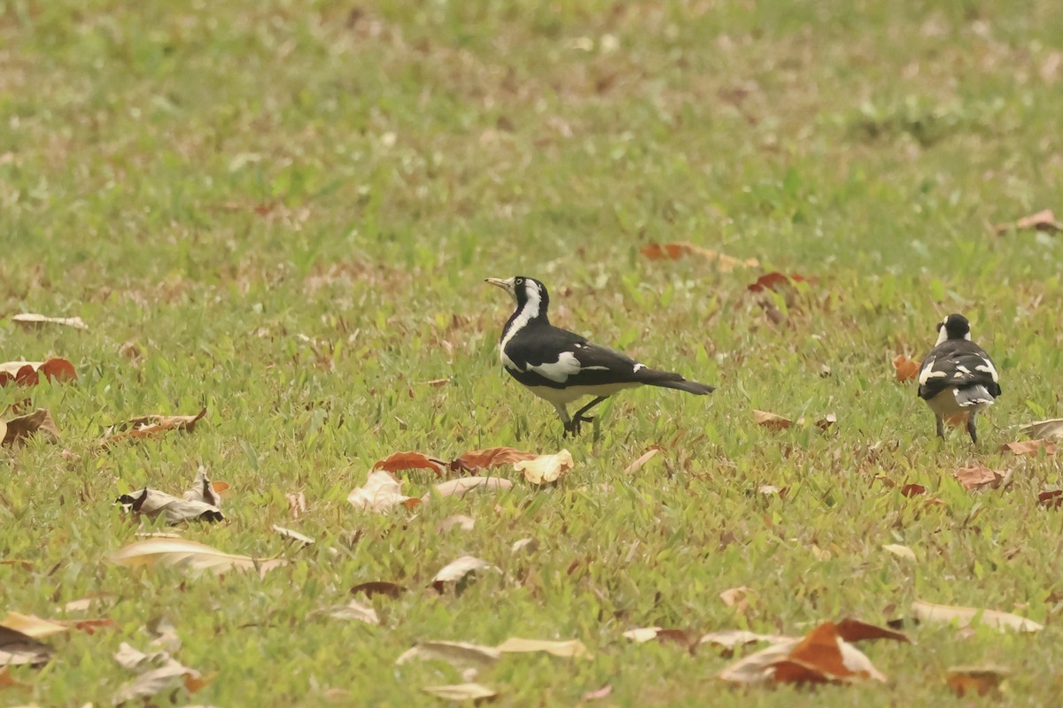 Magpie-lark - ML646538719