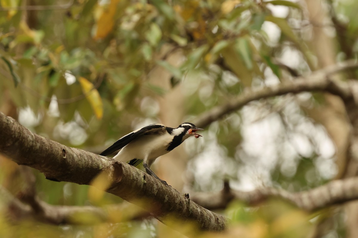 Magpie-lark - ML646538720