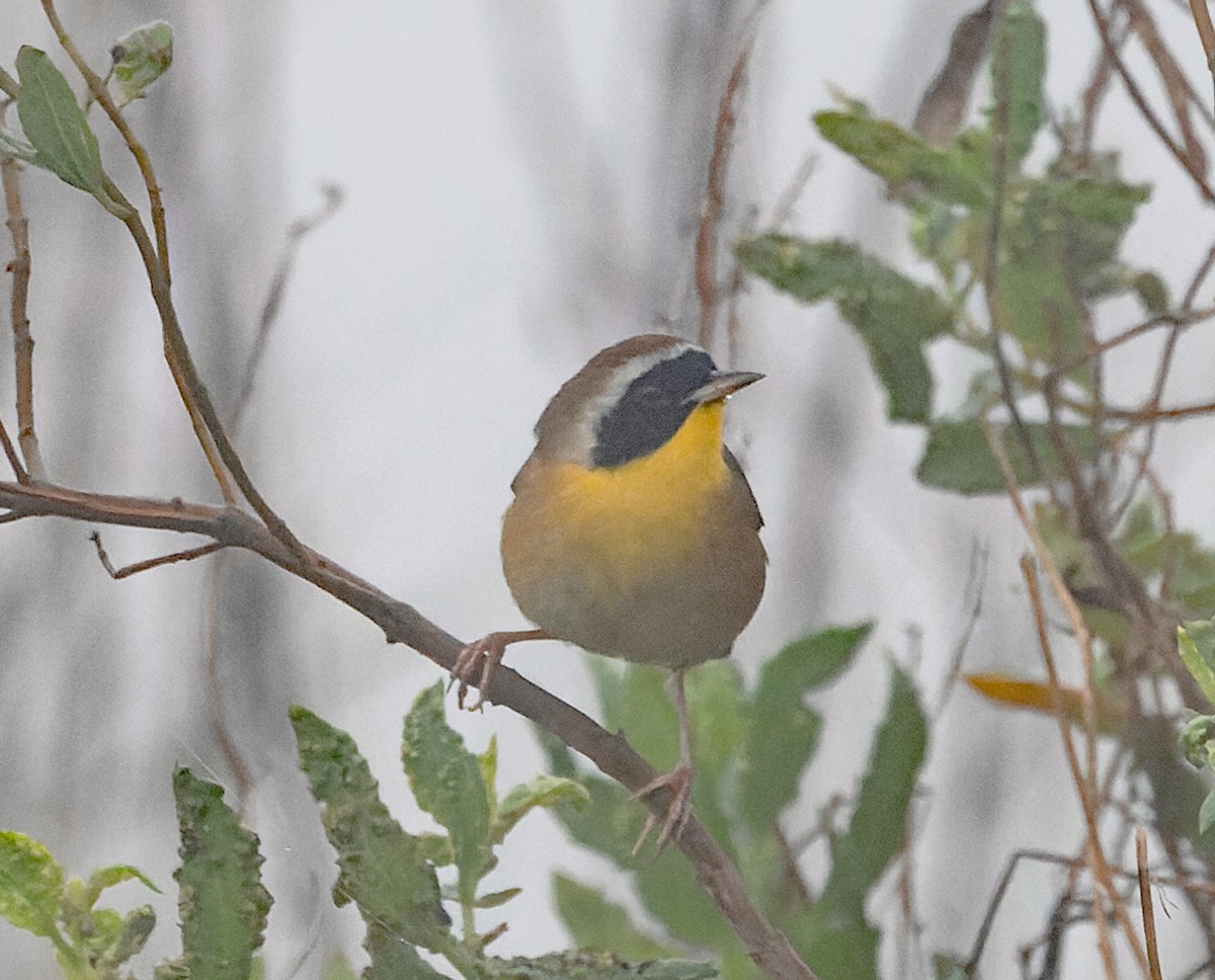 カオグロアメリカムシクイ - ML646538721