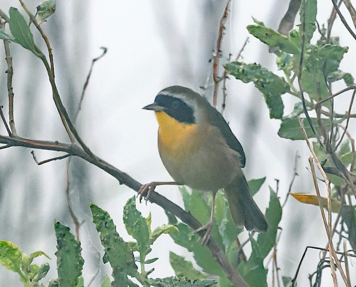 カオグロアメリカムシクイ - ML646538722