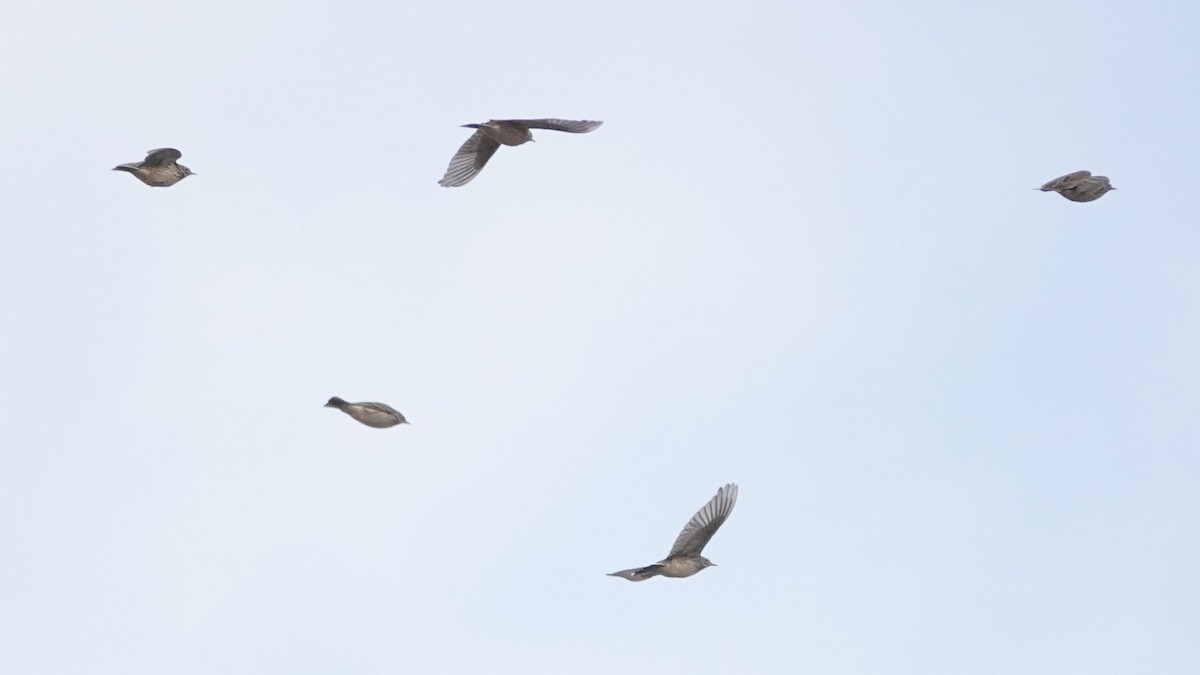 kanadapiplerke - ML646538724