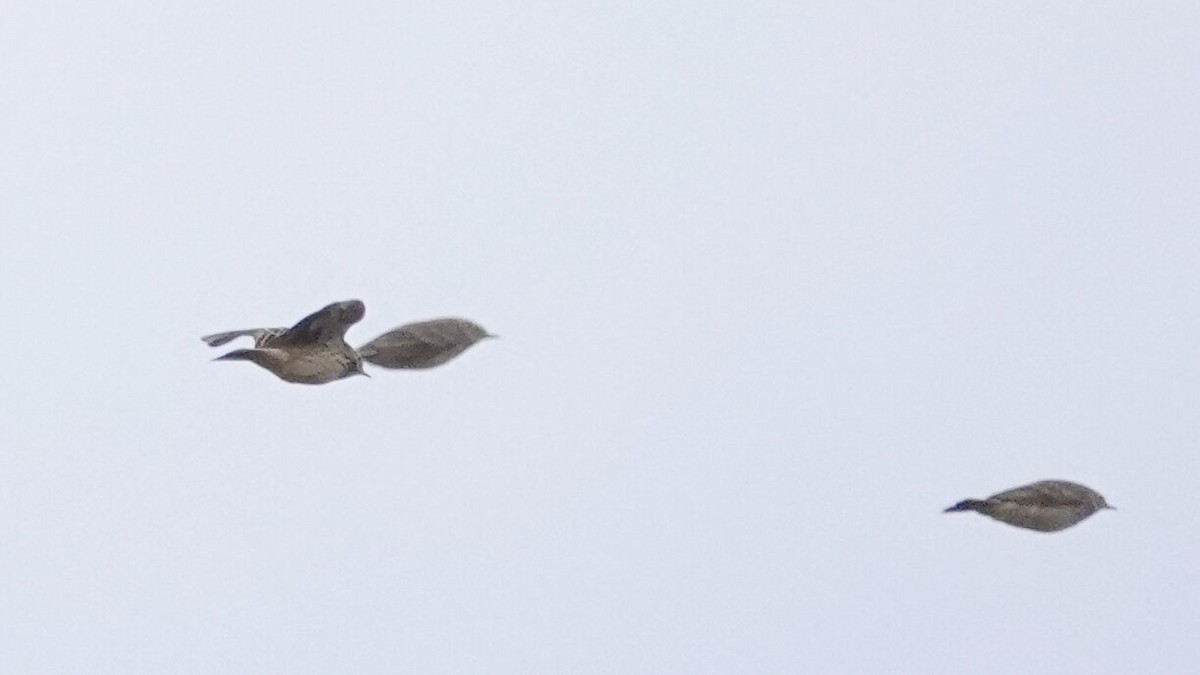 kanadapiplerke - ML646538725