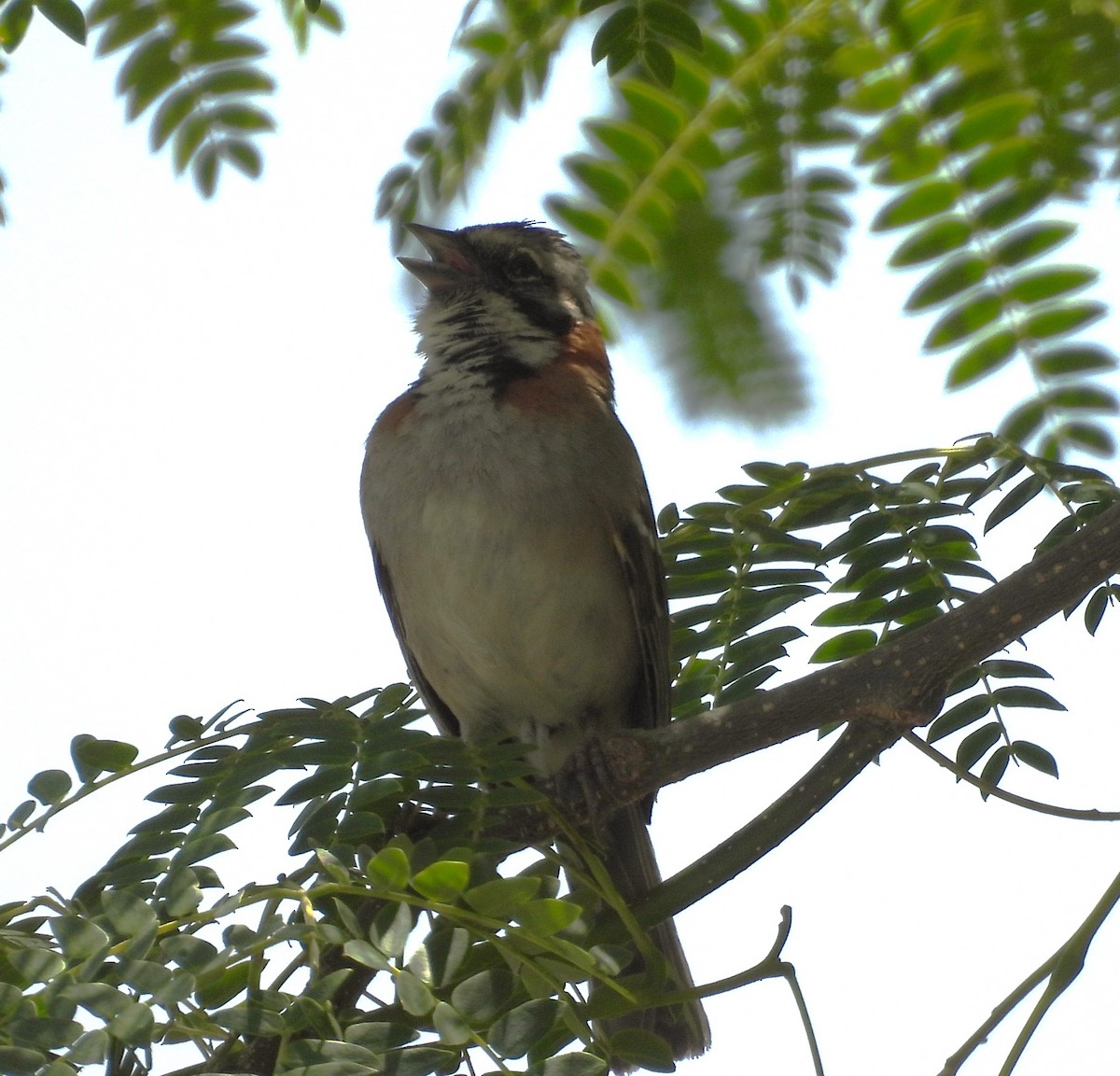 Rufous-collared Sparrow - ML646538731