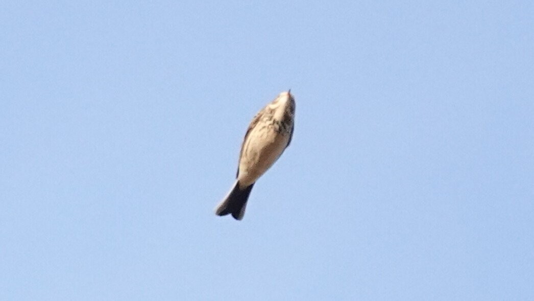 kanadapiplerke - ML646538741