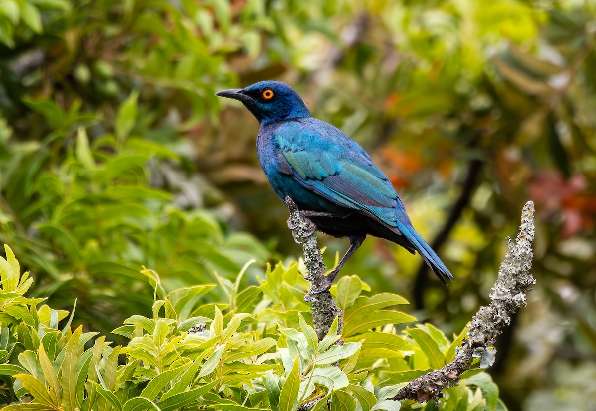 Cape Starling - ML646538745