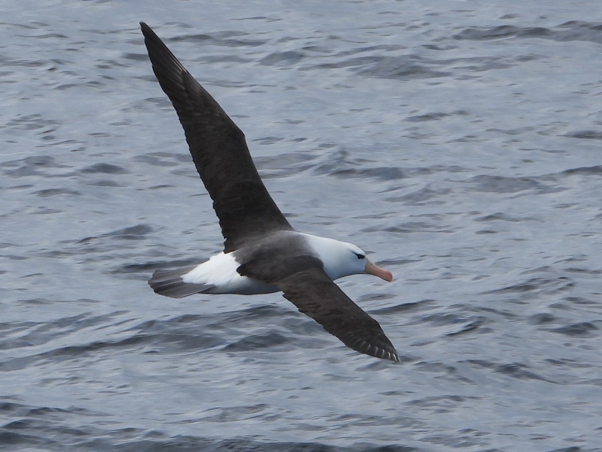 svartbrynalbatross - ML646538753