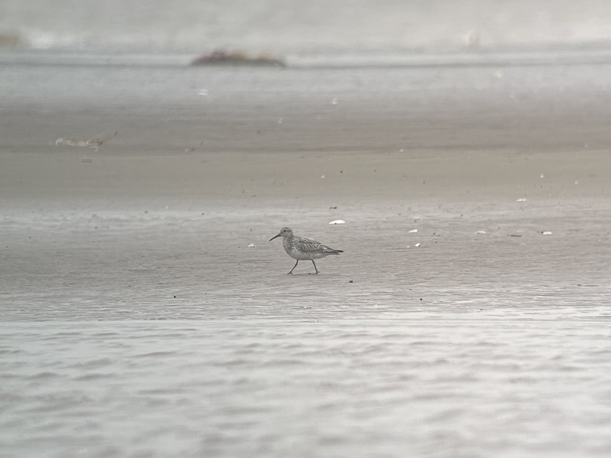 Great Knot - ML646538757