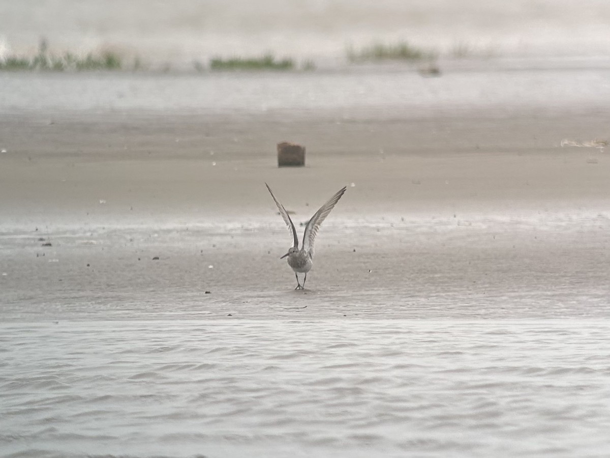 Great Knot - ML646538758