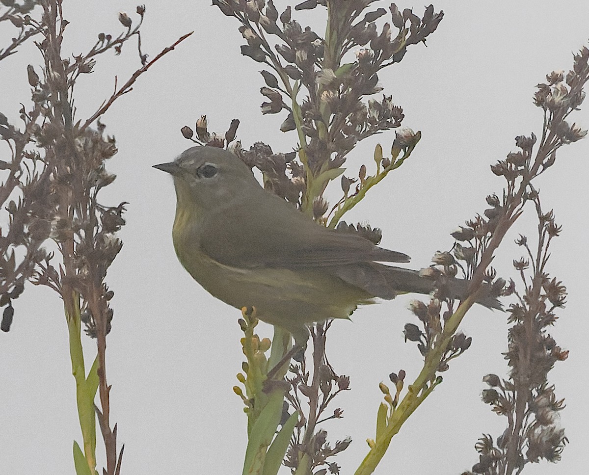 サメズアカアメリカムシクイ - ML646538765