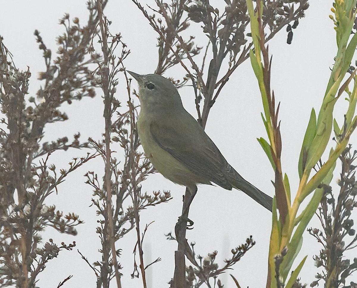 サメズアカアメリカムシクイ - ML646538766