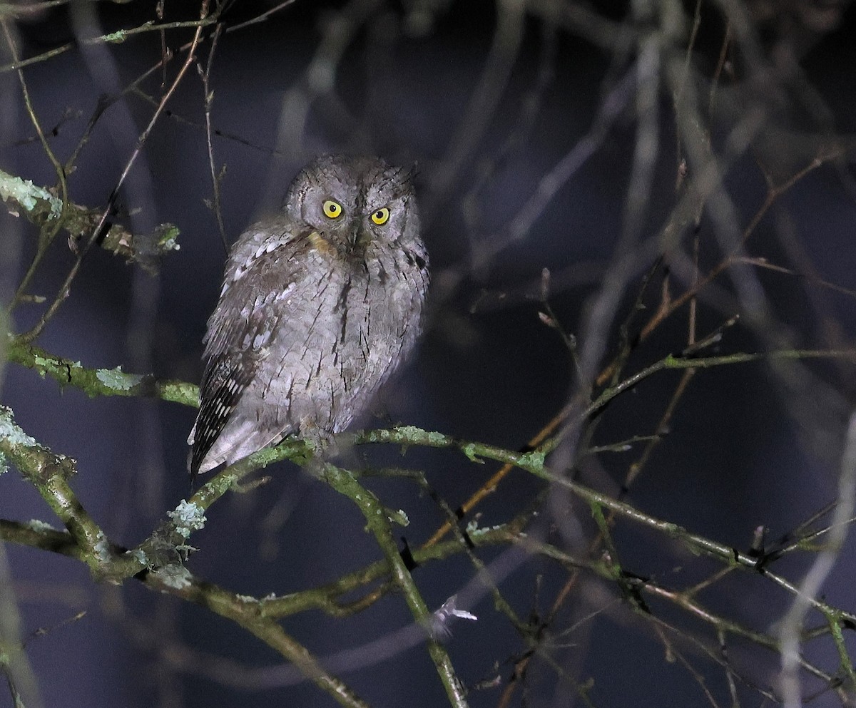 Eurasian Scops-Owl - ML646538773