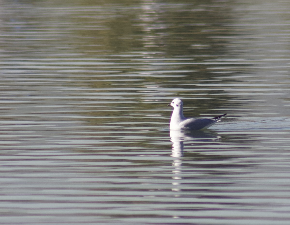 racek Bonapartův - ML646538776