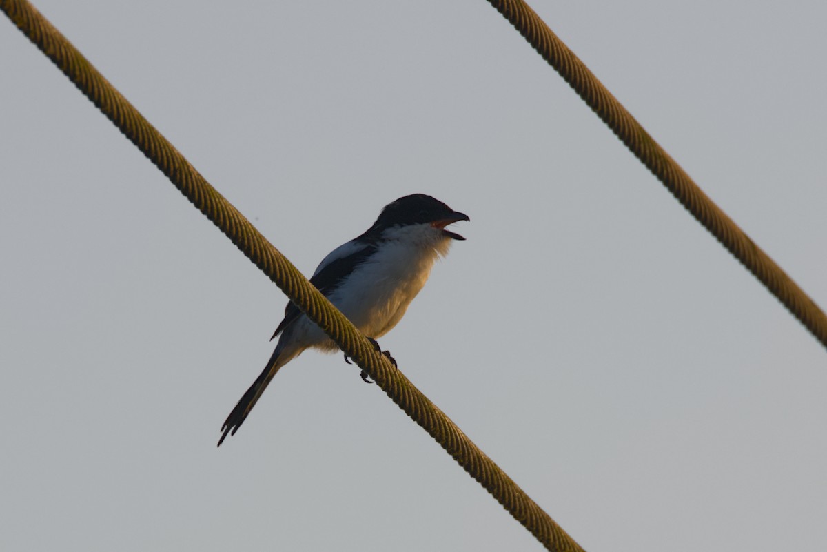 Northern Fiscal - ML646538783