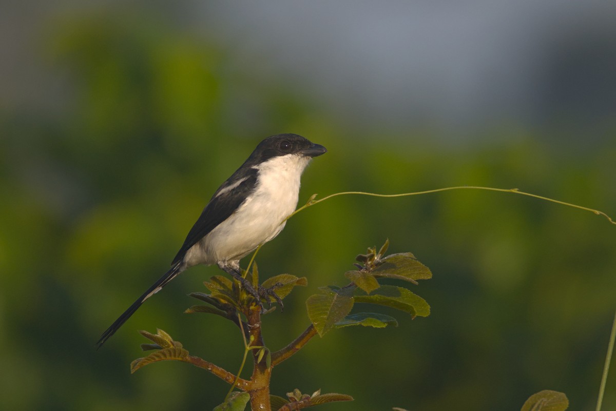 Northern Fiscal - ML646538784