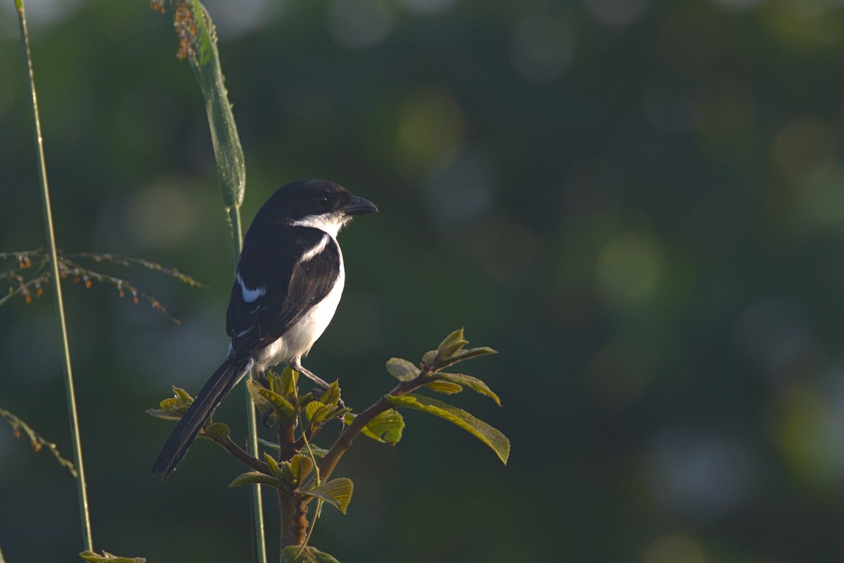 Alcaudón Fiscal Norteño - ML646538785