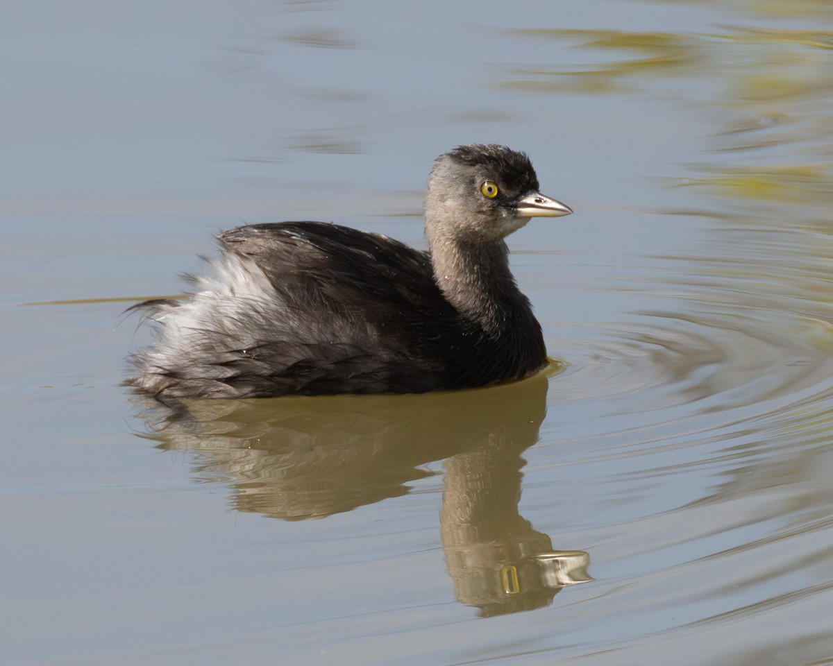 Least Grebe - ML646538787