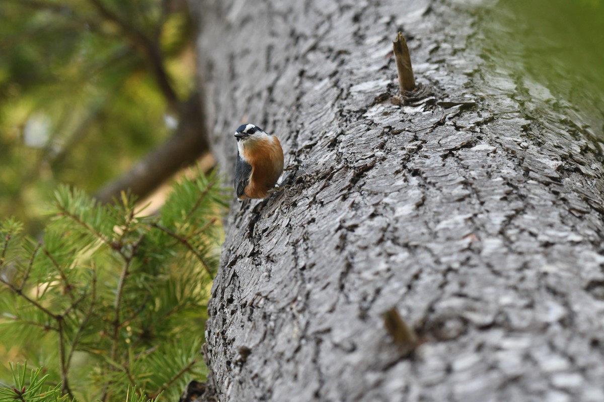 Red-breasted Nuthatch - ML646538788