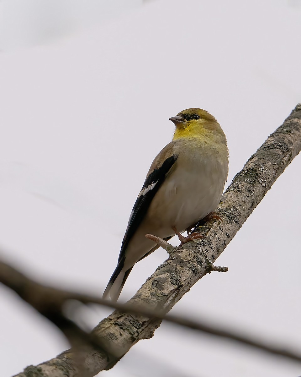 American Goldfinch - ML646538790