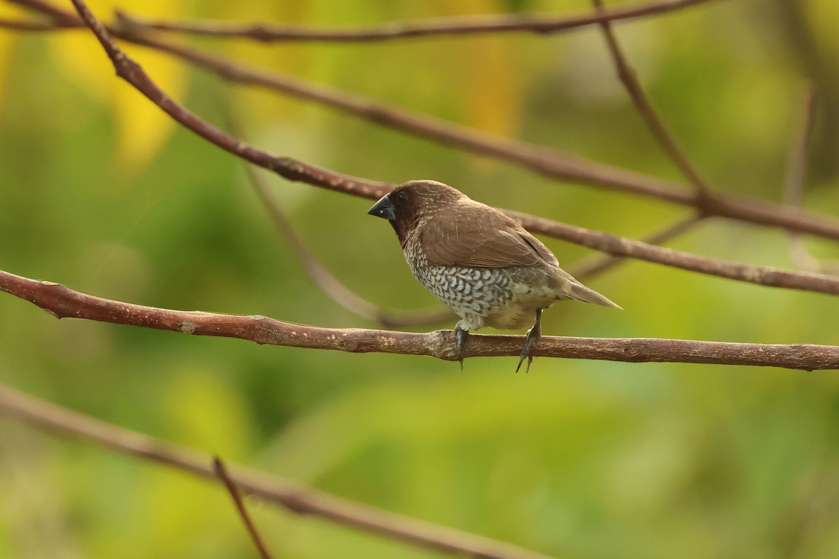 Scaly-breasted Munia - ML646538791
