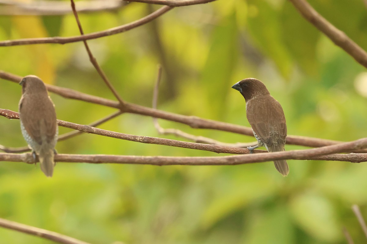 Scaly-breasted Munia - ML646538793