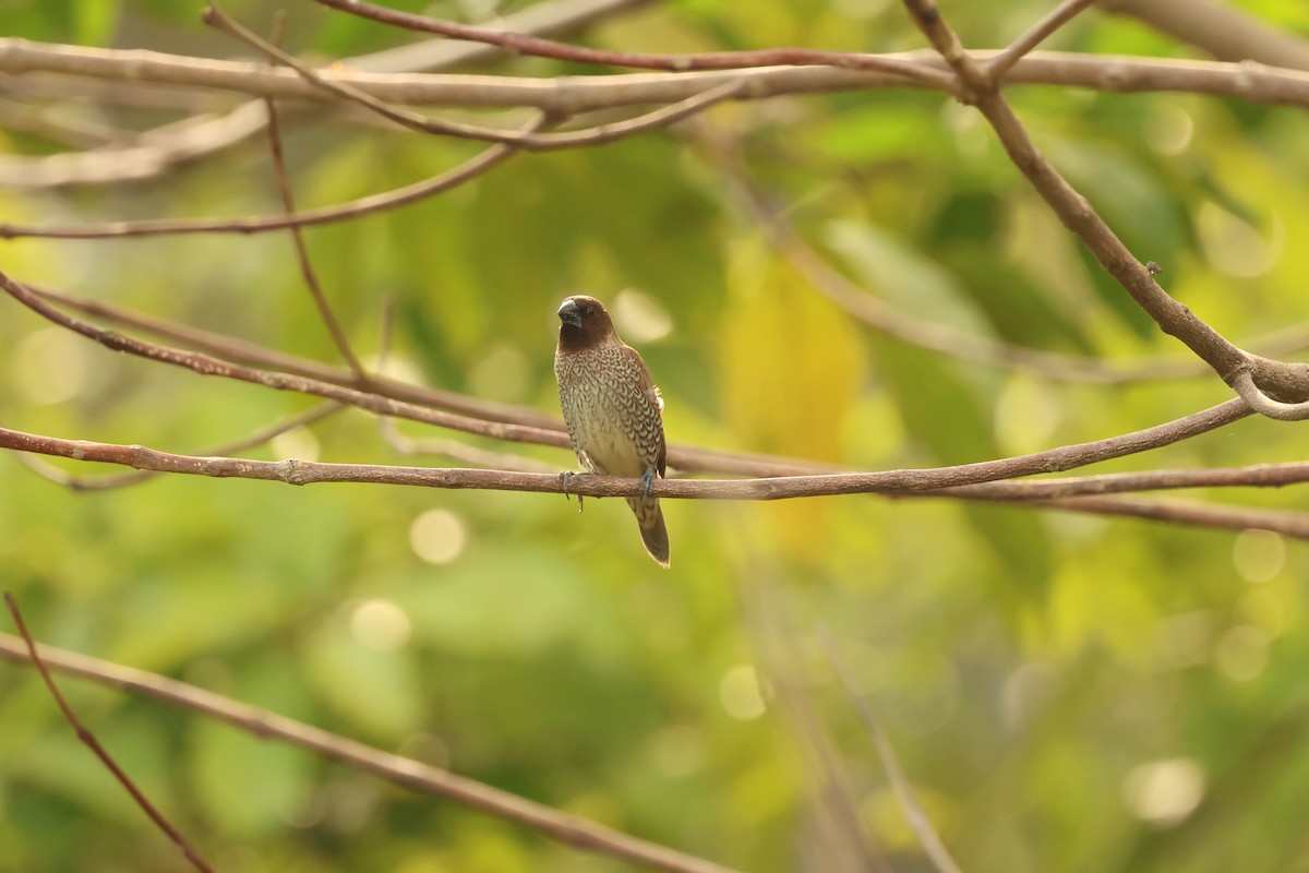 Scaly-breasted Munia - ML646538796