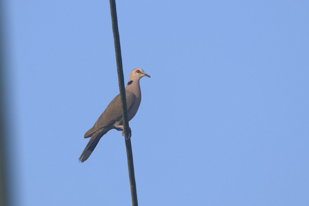 Tórtola Ojirroja - ML646538798