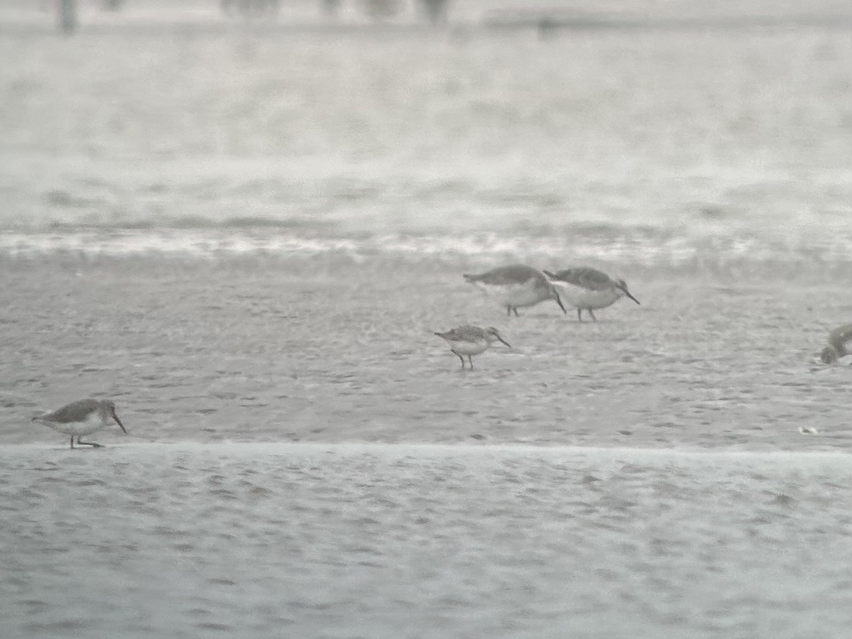 Broad-billed Sandpiper - ML646538800