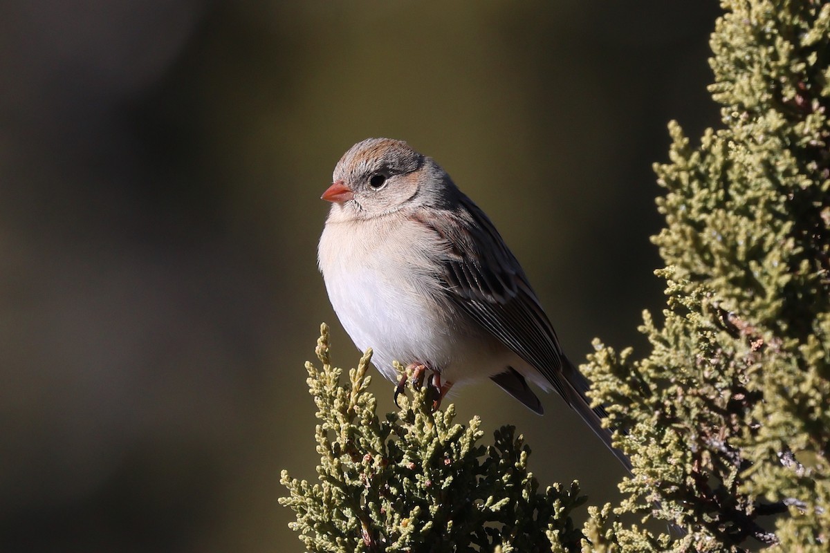Field Sparrow - ML646538802
