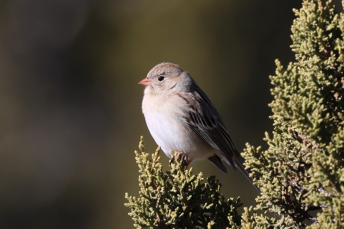 Field Sparrow - ML646538803