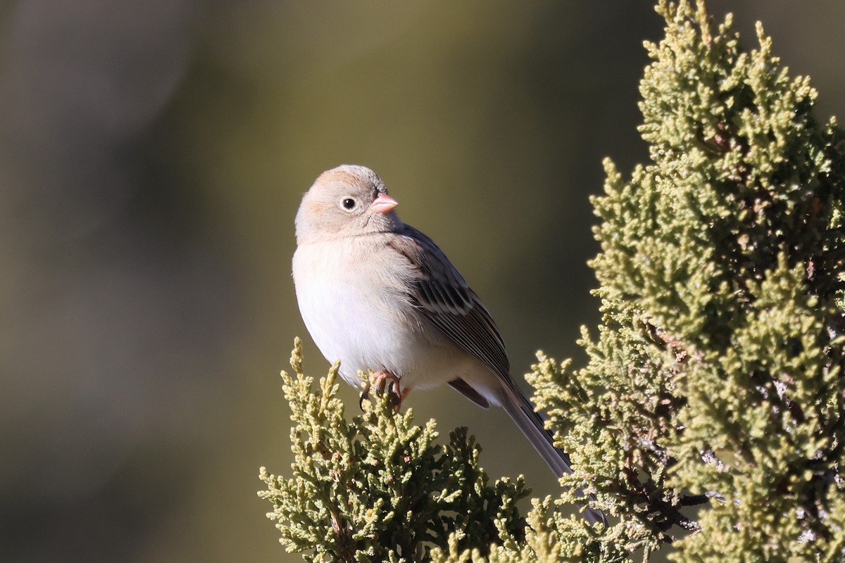 Field Sparrow - ML646538804