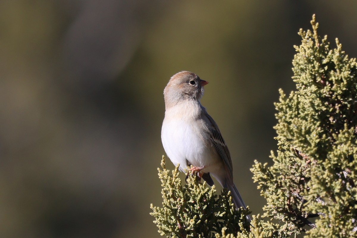 Field Sparrow - ML646538805