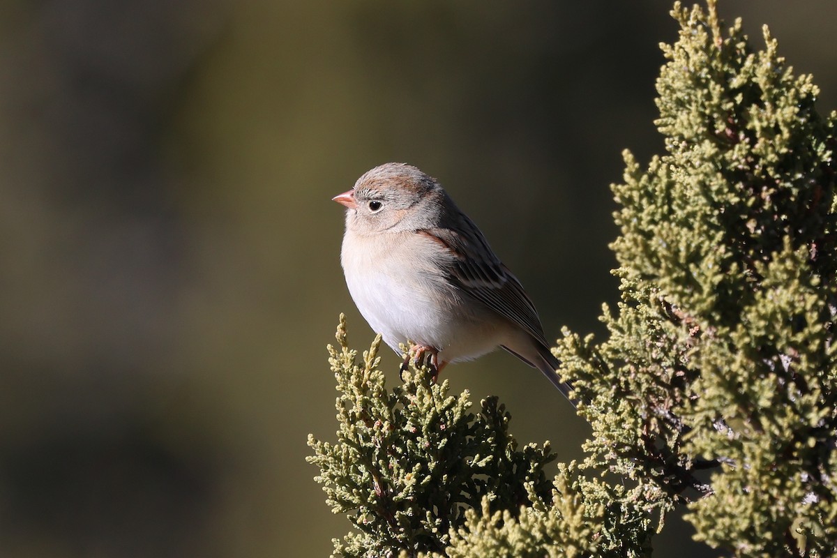 Field Sparrow - ML646538806