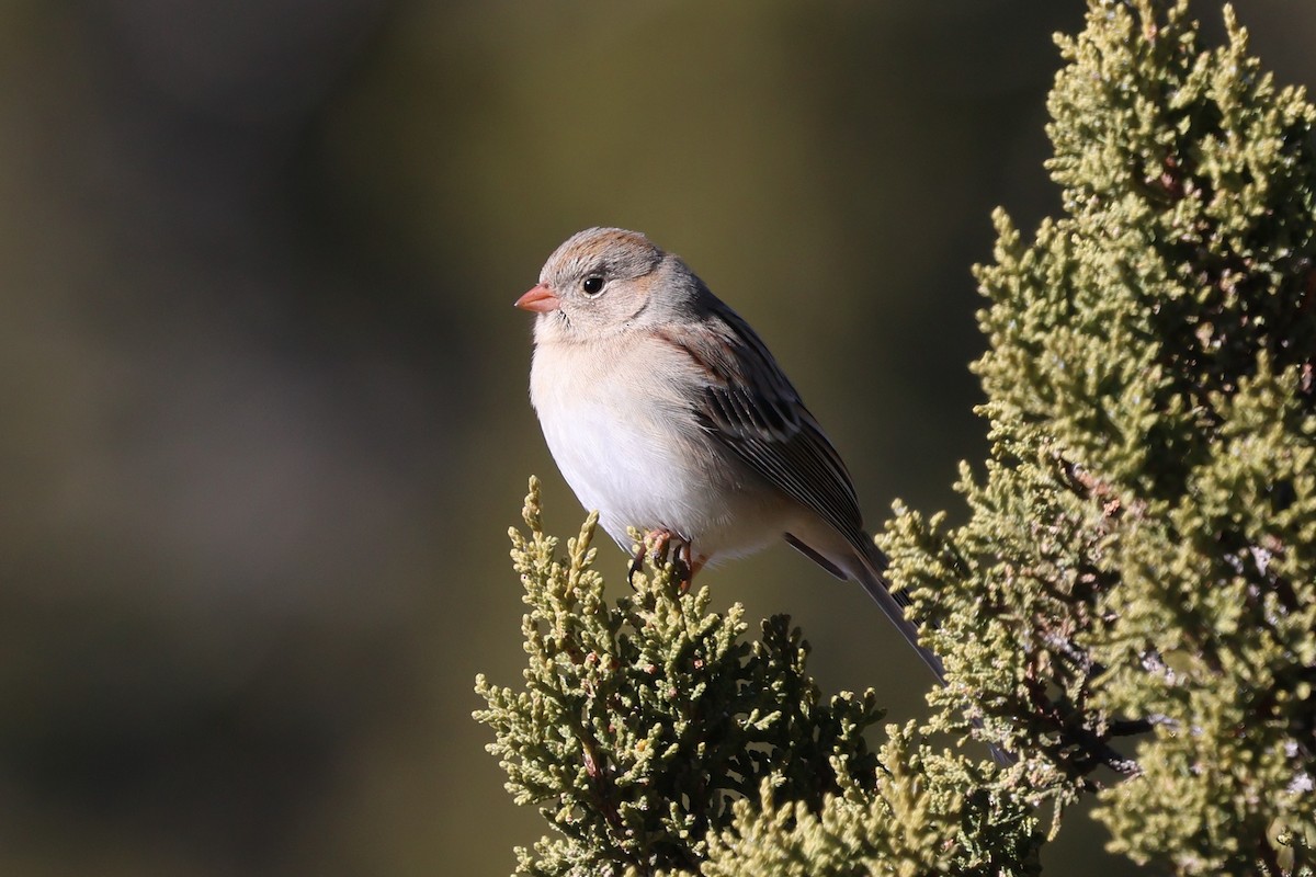 Field Sparrow - ML646538807