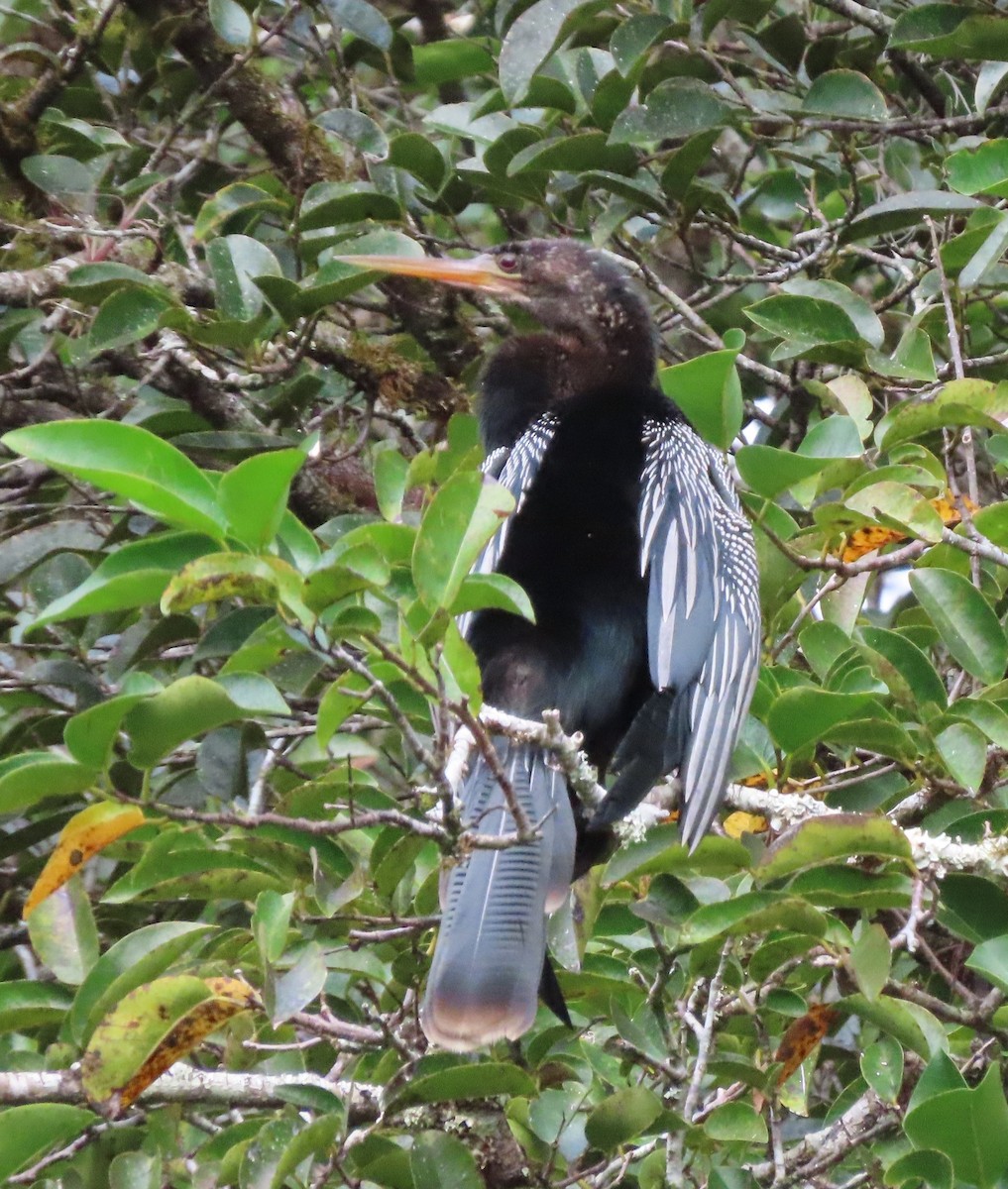 Anhinga amerikarra - ML646538809