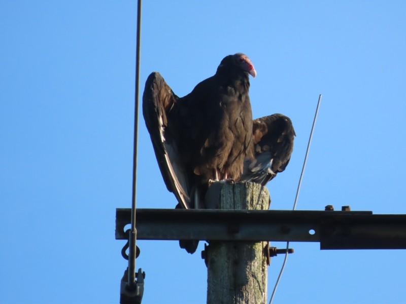 Turkey Vulture - ML646538810