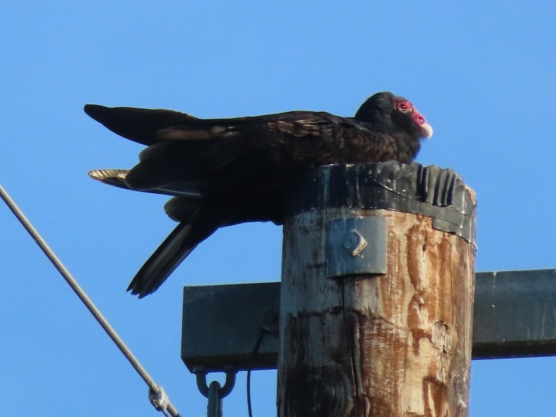 Turkey Vulture - ML646538811