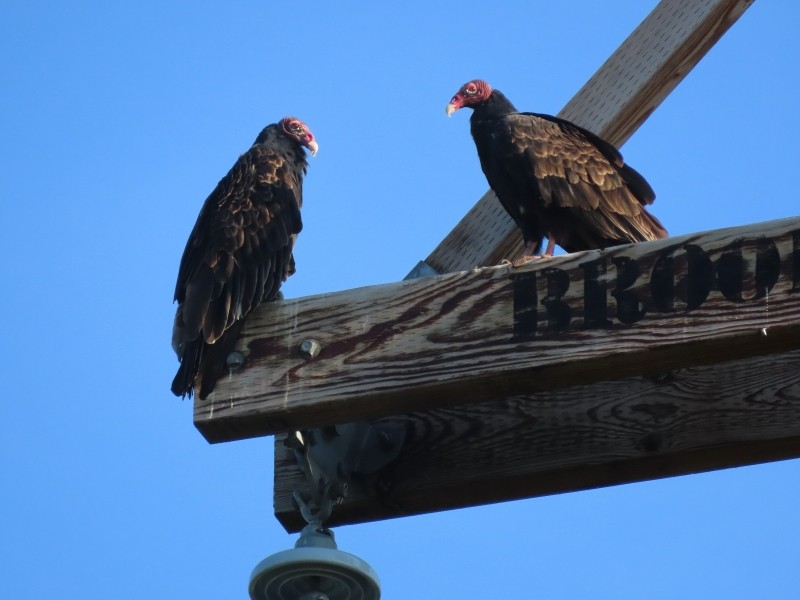 Turkey Vulture - ML646538812