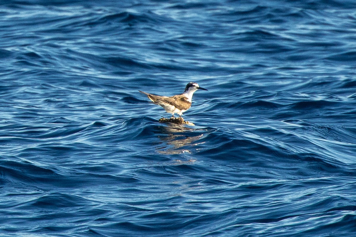 ub. terne (Sterninae sp.) - ML646538814