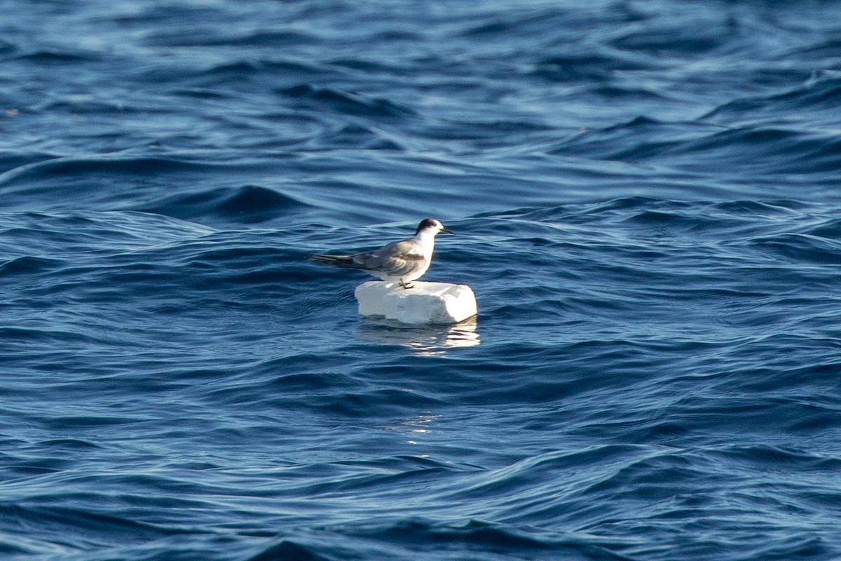 makrellterne (longipennis) - ML646538815