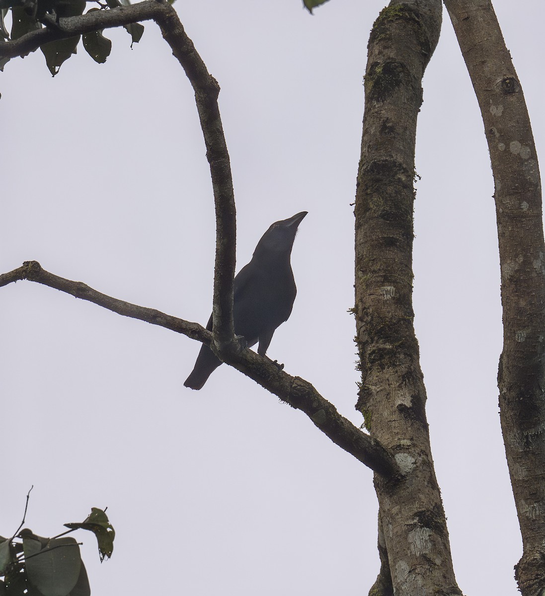 Mor Karga - ML646538816