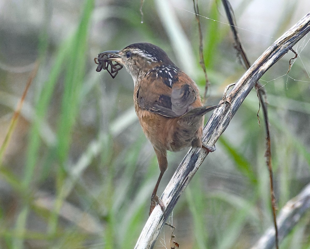 ハシナガヌマミソサザイ - ML646538817